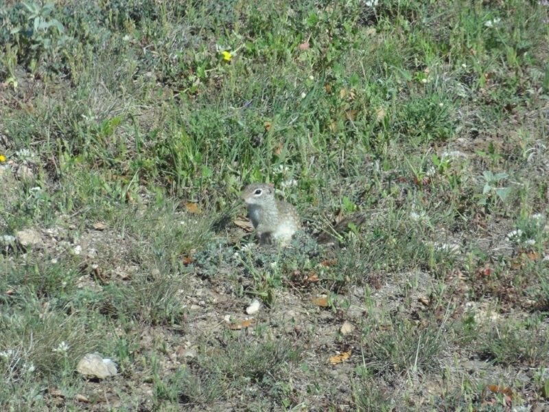 This little critter (ground squirrel?) had a burrow right outside our RV window. He was VERY entertaining.