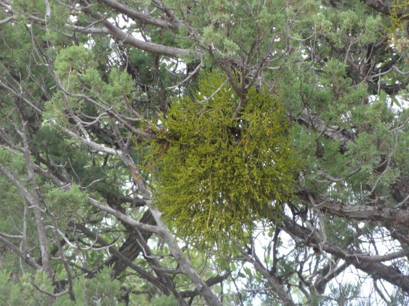 There is some sort of plants that you will see hanging in the trees where. I know mistletoe is a parasitic plant. Is this too?