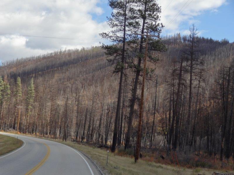 Forest destroyed by fire the summer Janelle was in Idaho.