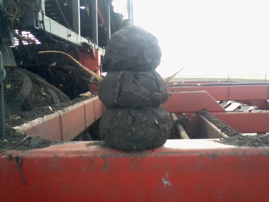 The beet lifter removes the excess dirt from the beets. If the dirt is muddy, it will form into balls. One of the workers made a Mud-Man from the dirt balls the lifter created!