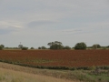DSC04505