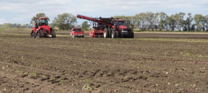 Sugar Beets are everywhere!