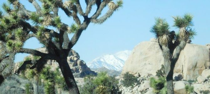 Joshua Tree National Park
