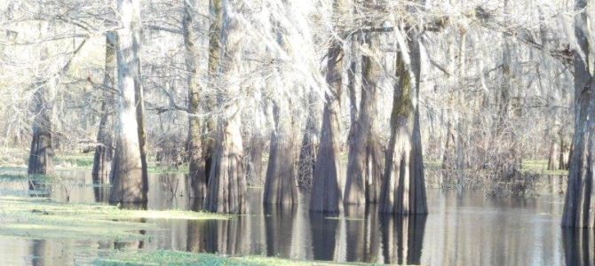 Air Boat Ride in the Atchafalaya Swamp